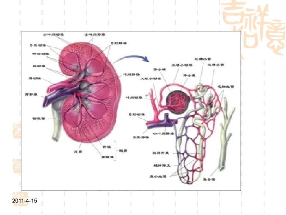 慢性肾脏病防治_第5页