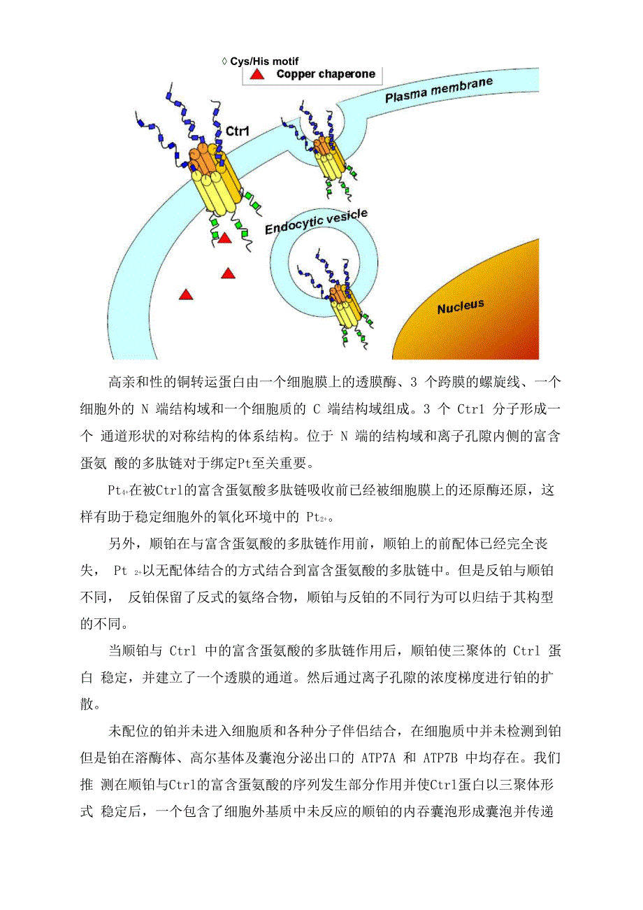 顺铂类药物进入细胞的方式_第2页