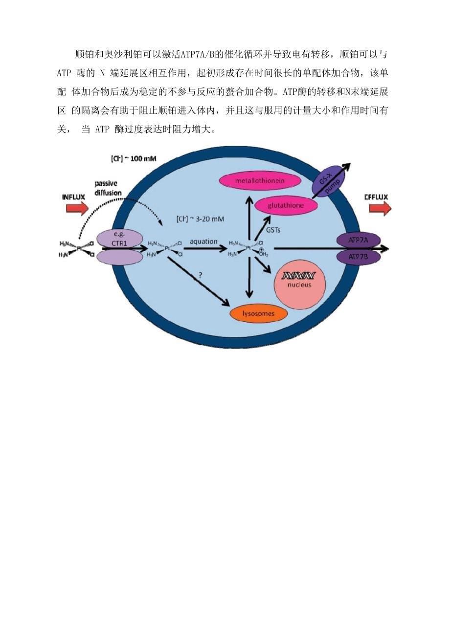 顺铂类药物进入细胞的方式_第5页