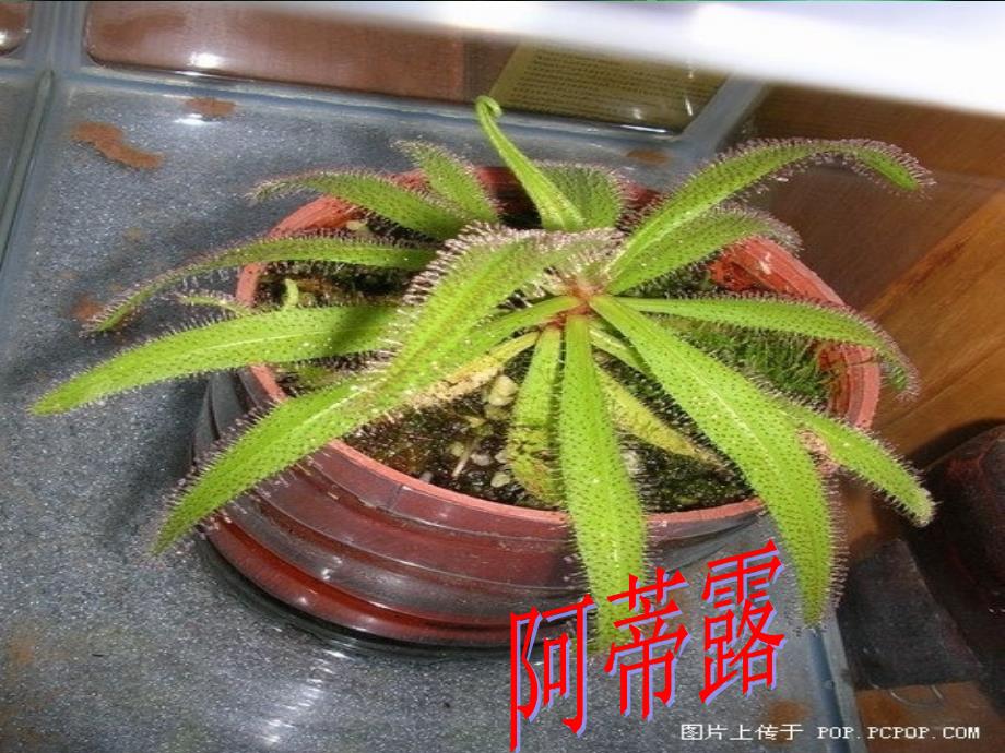 粘住跌进液汁维持半截竭力茅膏菜猪笼草_第2页