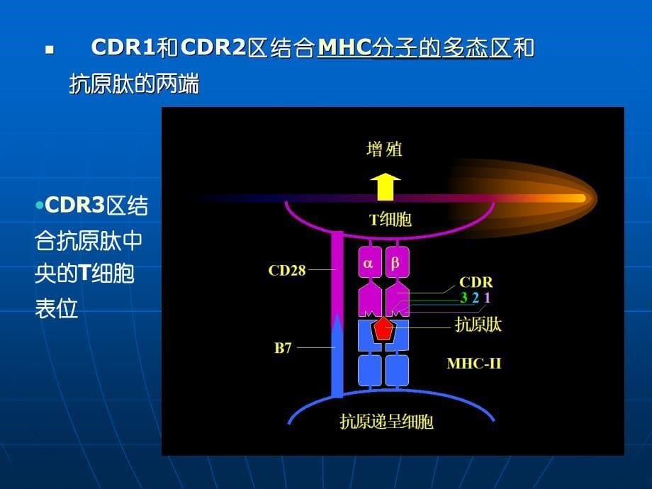 T淋巴细胞对抗原的识别及应答文档资料_第5页