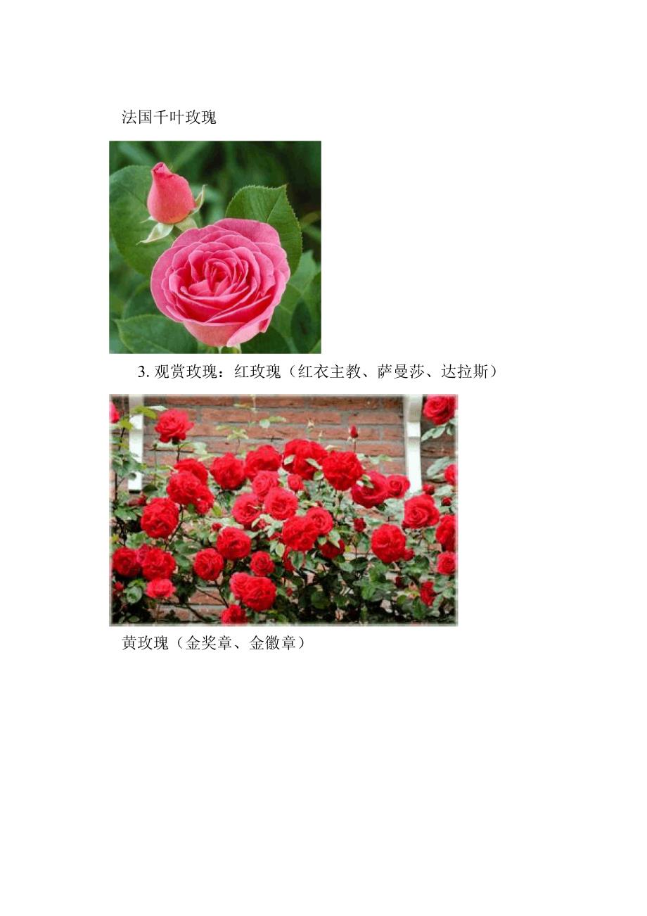 三大玫瑰的区分_第3页