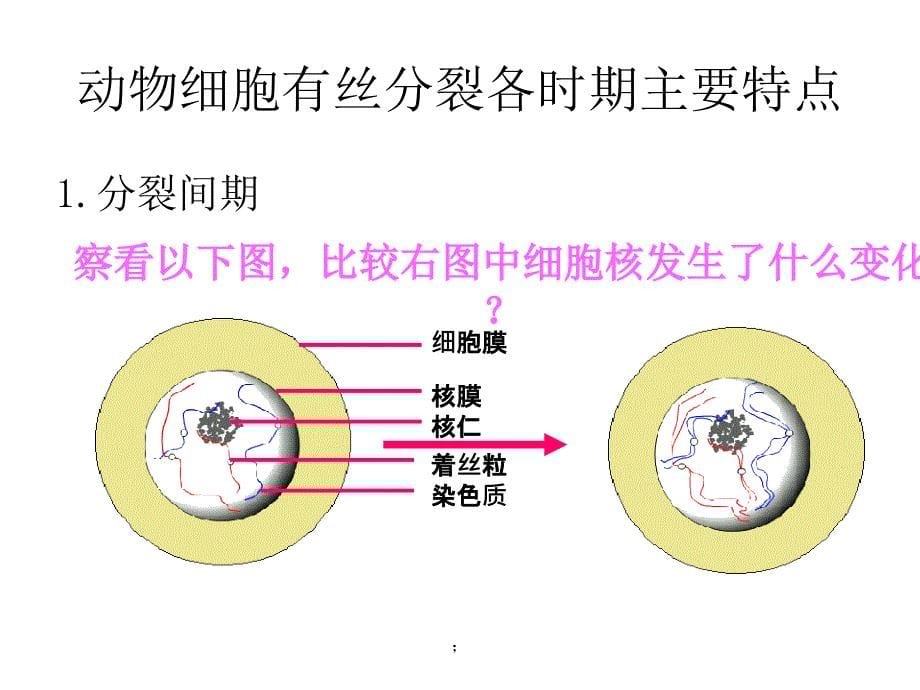 细胞的分裂PPT课件_第5页