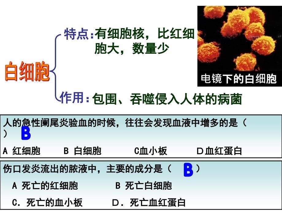 血液循环复习_第5页