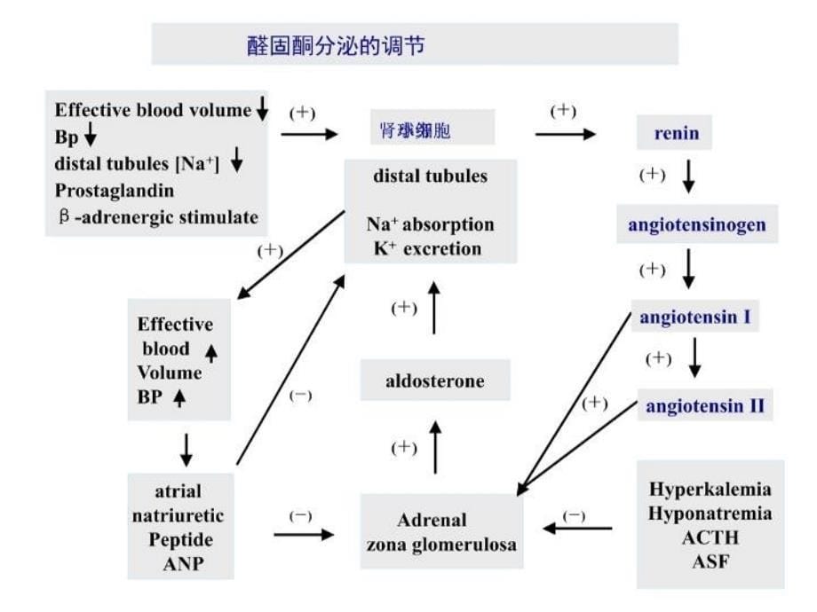 原发性醛固酮增多症教学教案资料_第5页