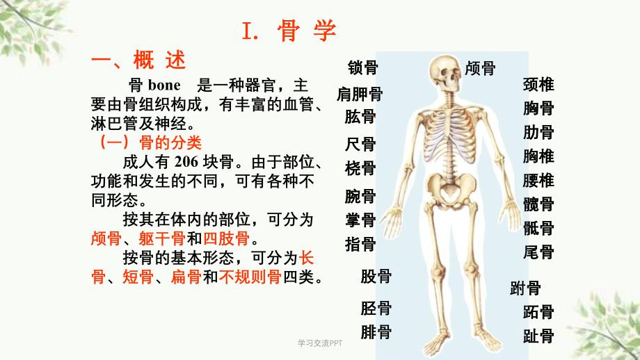 功能解剖学课件_第3页