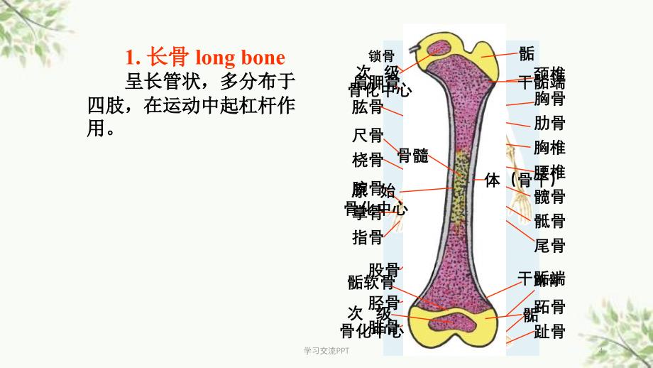 功能解剖学课件_第4页