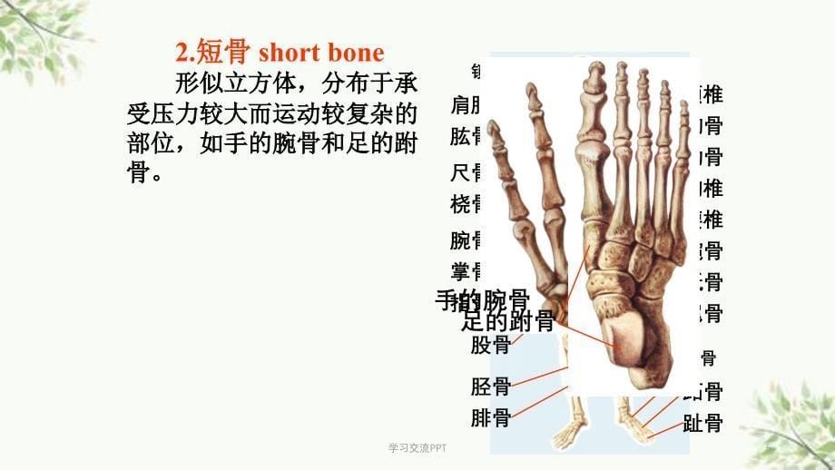 功能解剖学课件_第5页