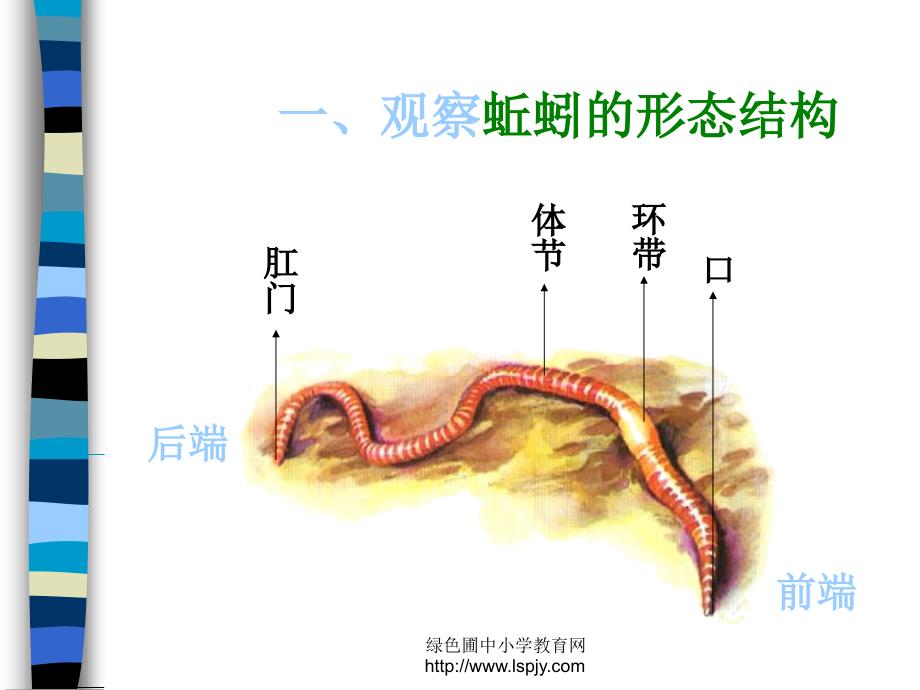 三年级上册科学第二单元蚯蚓_第4页