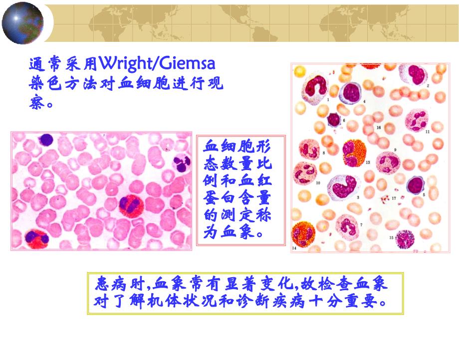 组织学与胚胎学第4章血液1课件_第4页