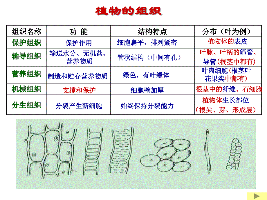 显微镜的微生物(浙版)_第4页