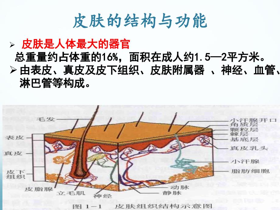 血液透析患者皮肤病变及处理策略ppt课件_第4页