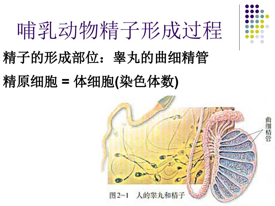 2.1减数分裂和受精作用课件4[精选文档]_第2页