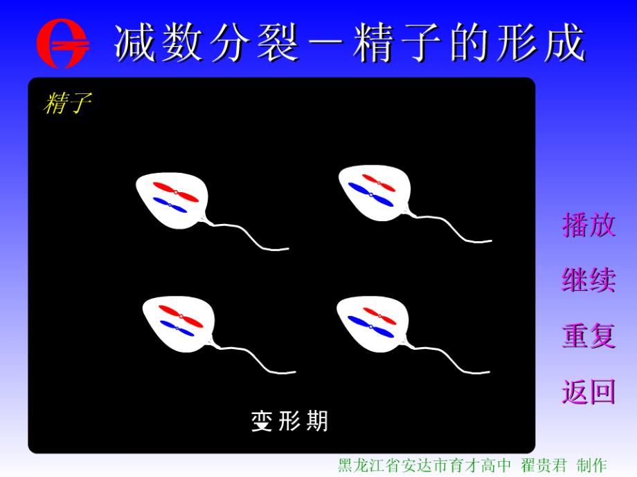 2.1减数分裂和受精作用课件4[精选文档]_第3页