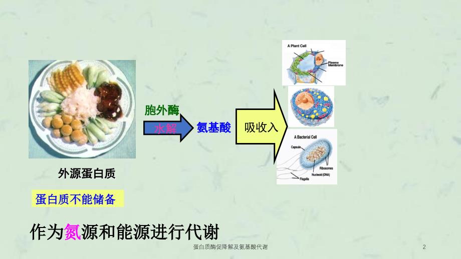 蛋白质酶促降解及氨基酸代谢课件_第2页