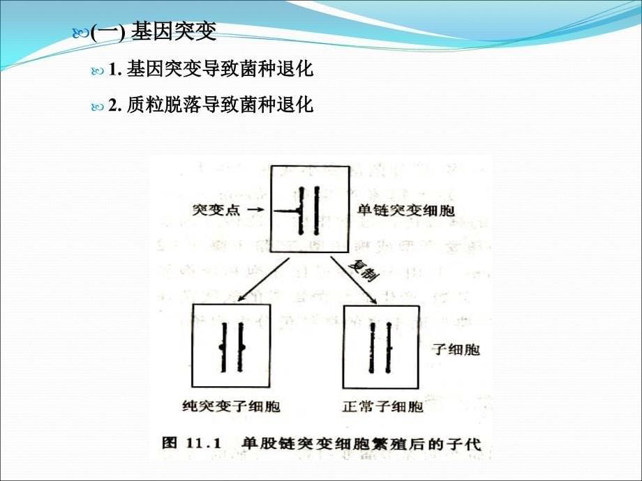 微生物菌种复壮与保藏课件_第5页