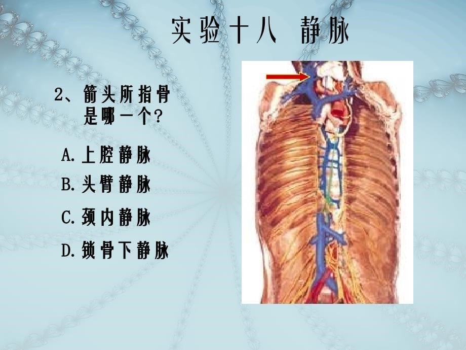 实验十八静脉_第5页