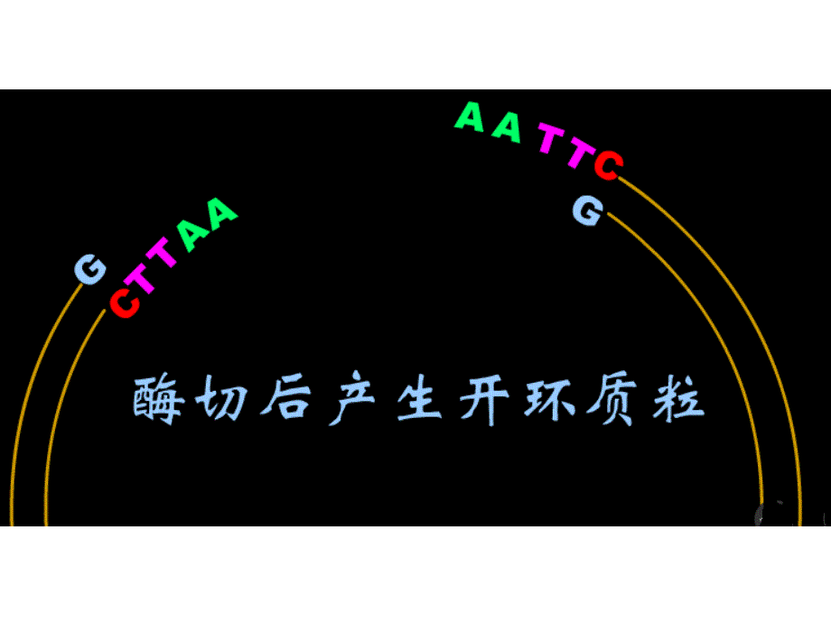 基因工程的基本操作程序的步骤_第2页