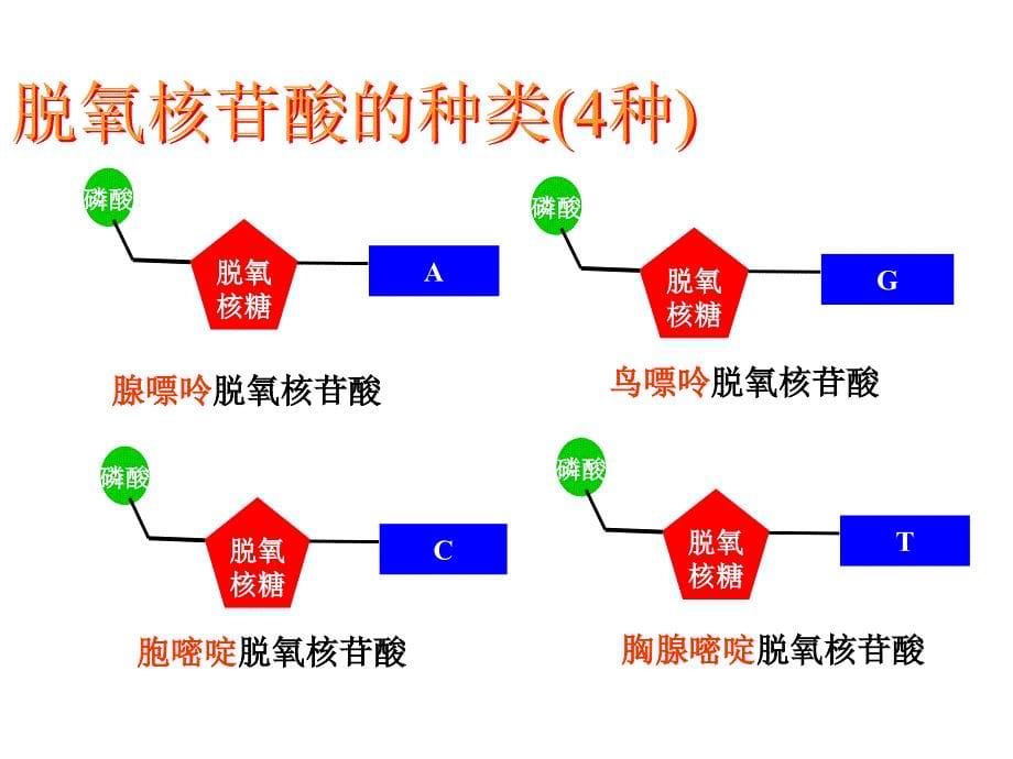 DNA的分子结构321xxzw195_第5页