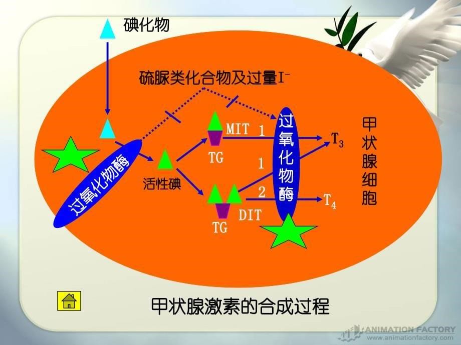 第36章甲状腺药物_第5页