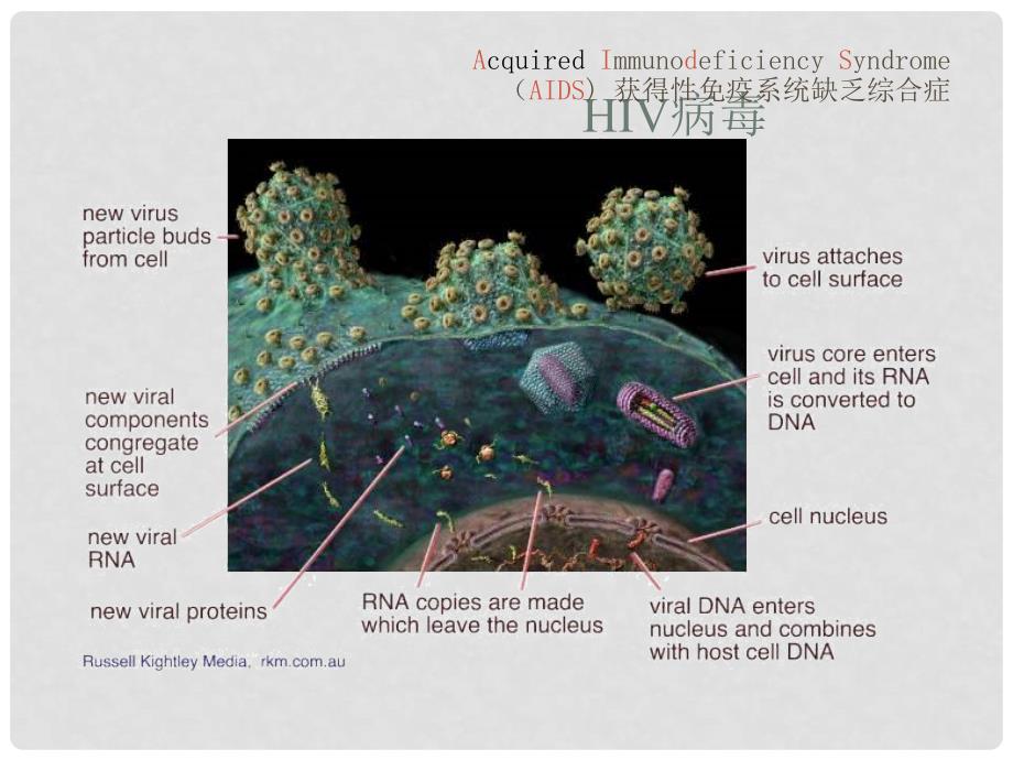 八年级生物下册 第八单元 第一章 第一节 染病及其预防课件1 新人教版_第3页