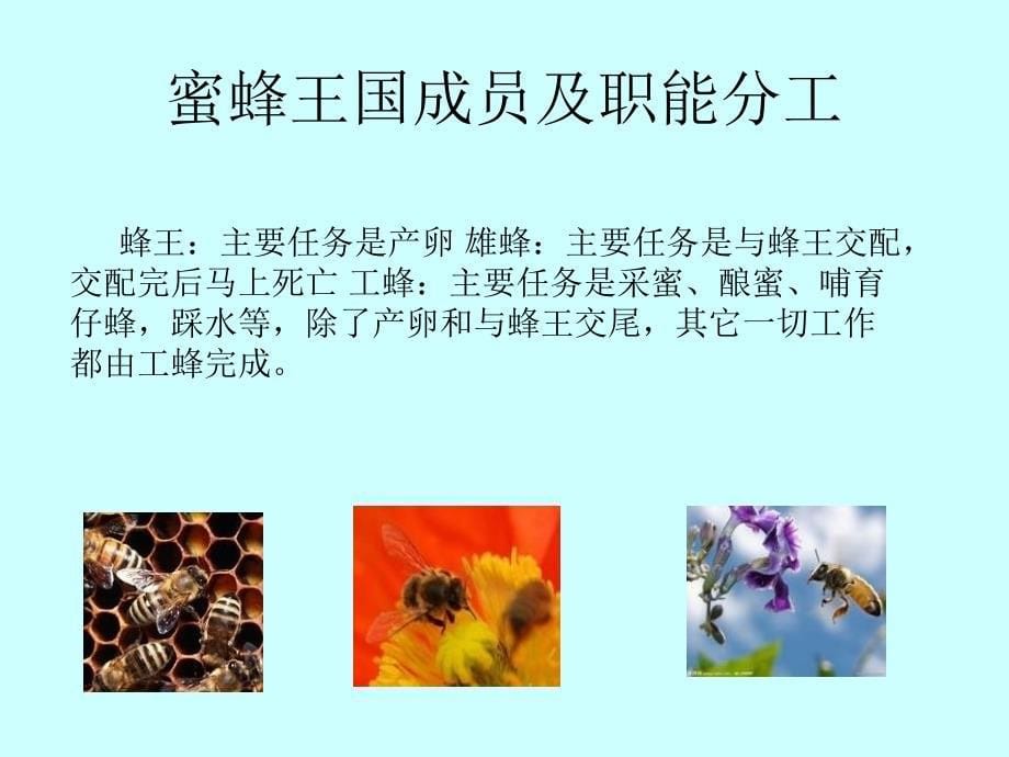 《神秘的蜜蜂王国》PPT课件.ppt_第5页