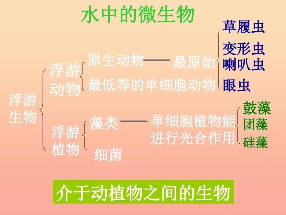 六年级科学下册 第一单元 微小世界 7《用显微镜观察身边的生命世界(三)》课件 教科版.ppt_第5页