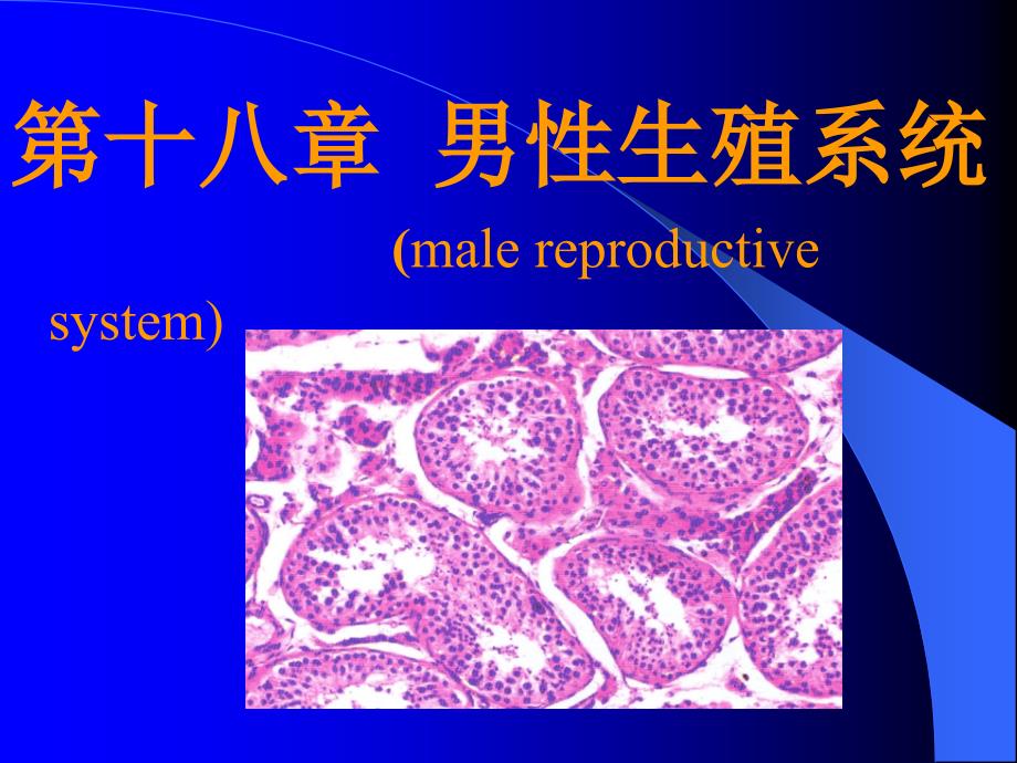 组织学与胚胎学：第十八章 男性生殖系统_第1页