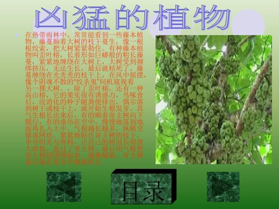 植物是生命的主要形态之一包含了如树木灌木藤类青_第5页