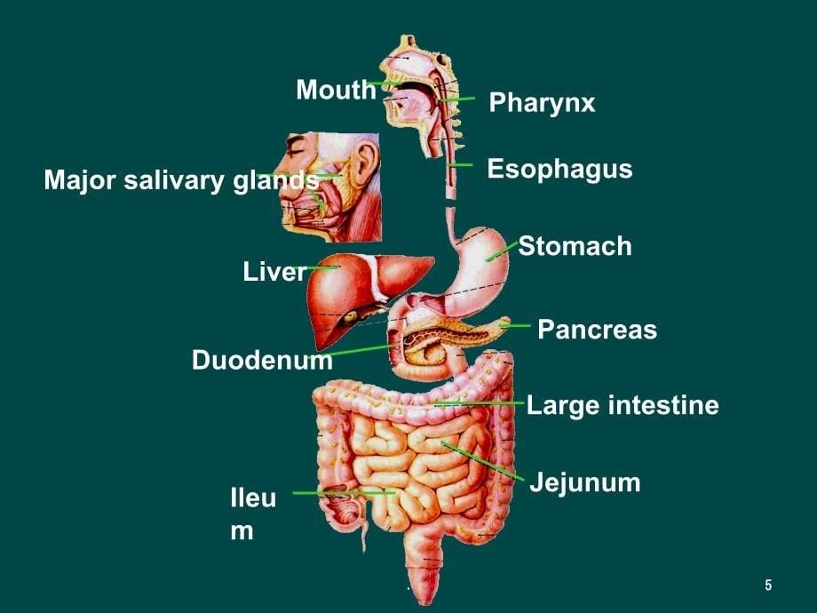 食物的消化与吸收_第5页