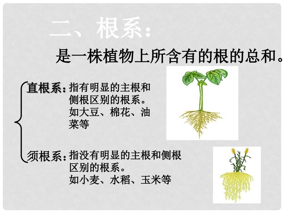 湖北省汉川实验中学七年级生物上册 营养器官的生长课件 人教新课标版_第3页