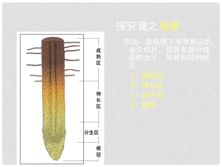 湖北省汉川实验中学七年级生物上册 营养器官的生长课件 人教新课标版_第5页