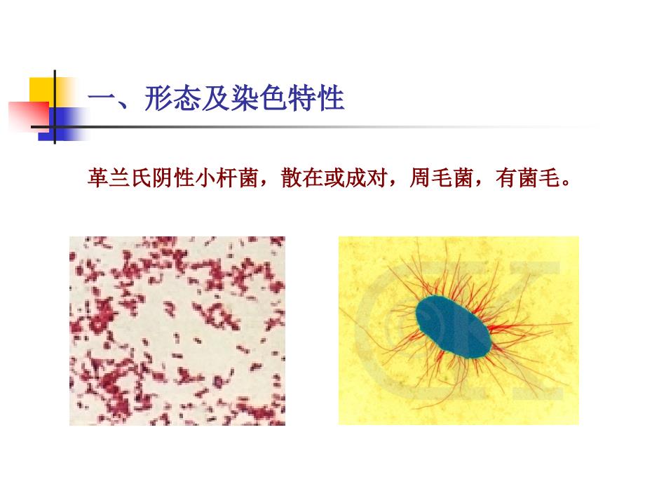 第八章肠杆菌科_第3页