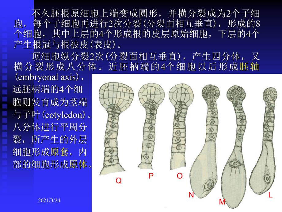 种子的发育过程PPT课件_第4页