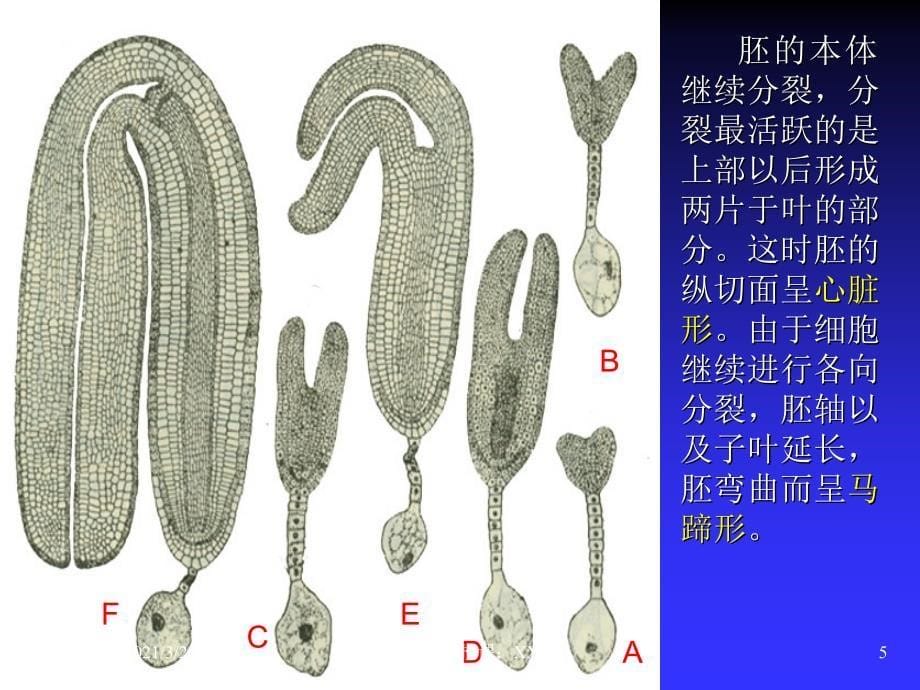 种子的发育过程PPT课件_第5页