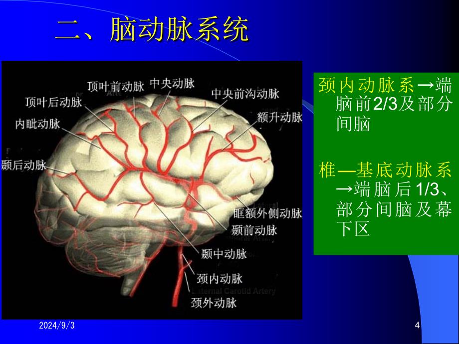 断层解剖脑血管课件_第4页