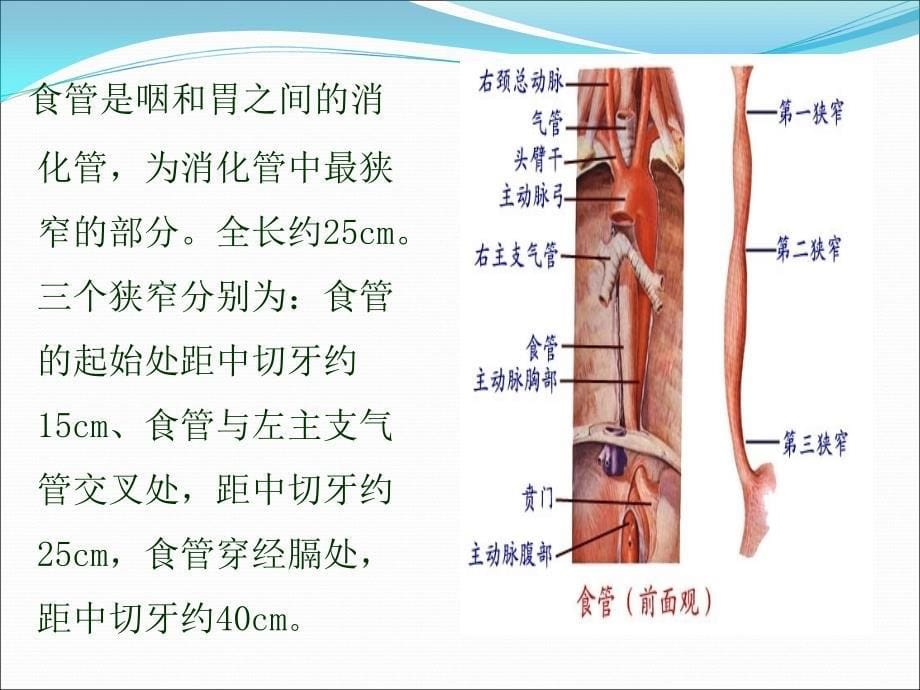 医学专题：食管癌专病查房_第5页