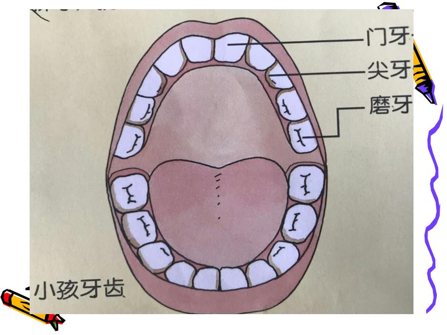 大班科学活动《我的牙齿》ppt课件_第4页