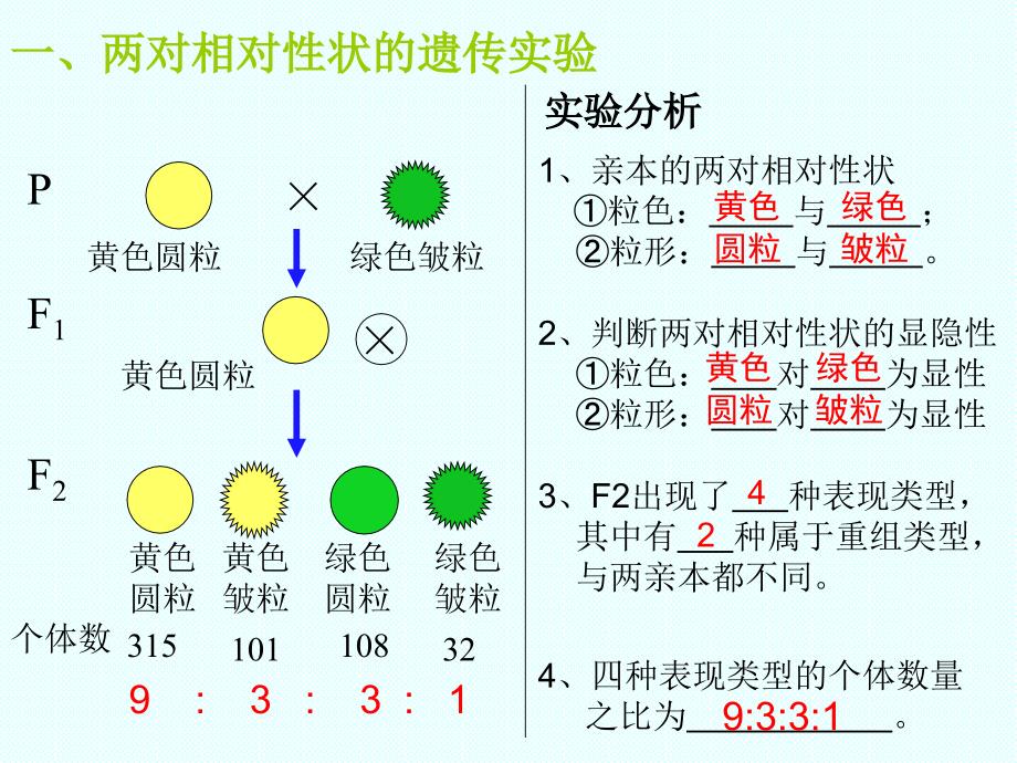 人教版高中生物必修二第一章第2节孟德尔的豌豆实验二优秀课件28张3共28张PPT_第3页