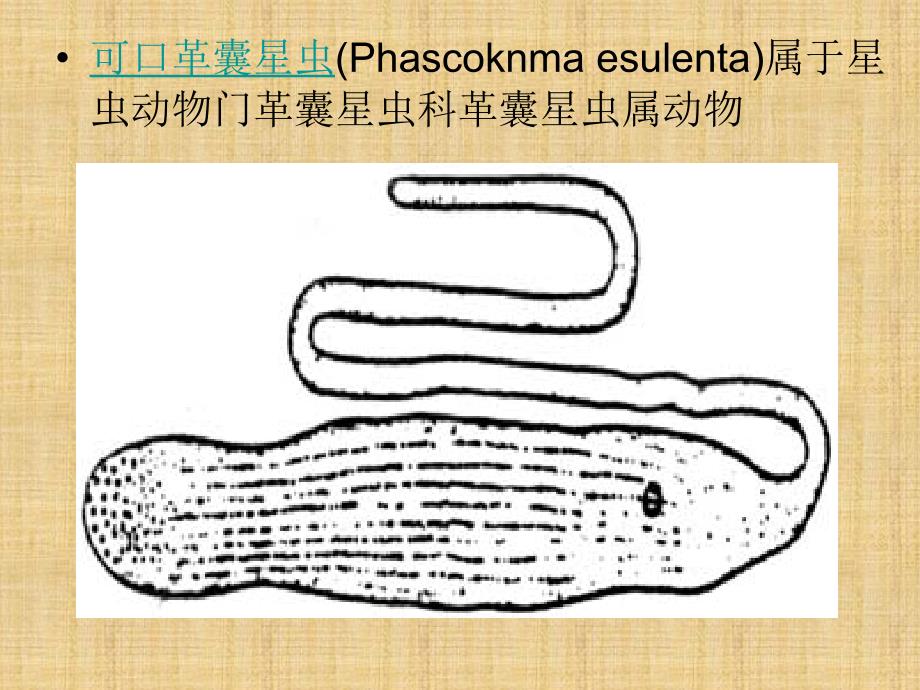 可口革囊星虫的养殖技术_第2页