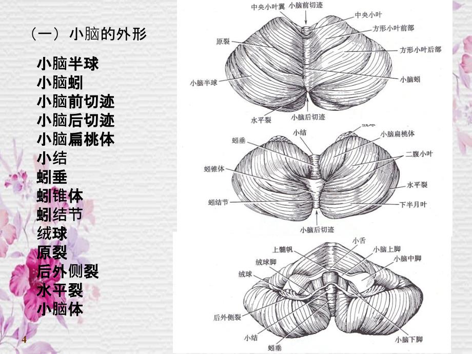 人体系统解剖学小脑间脑_第4页