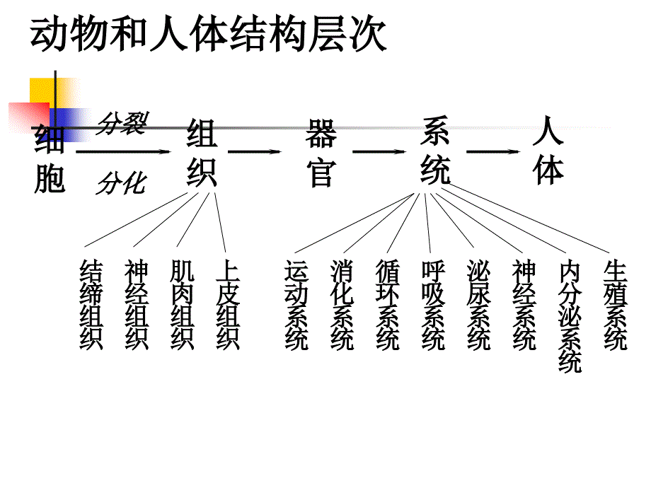 新人教版初一生物植物体的结构层次PPT课件_第3页