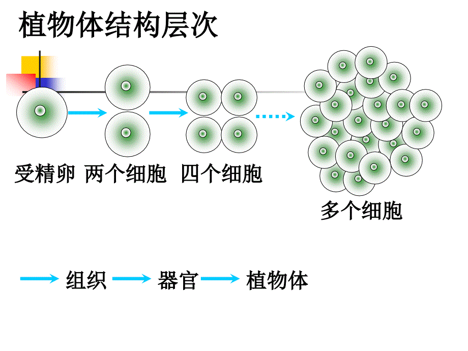 新人教版初一生物植物体的结构层次PPT课件_第4页