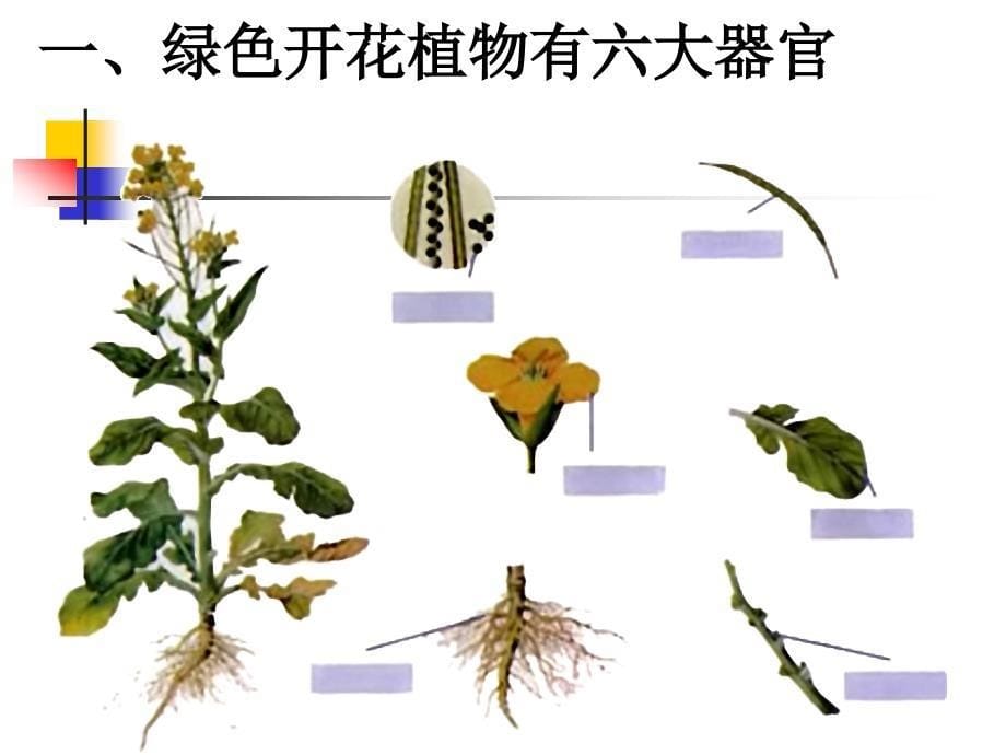 新人教版初一生物植物体的结构层次PPT课件_第5页