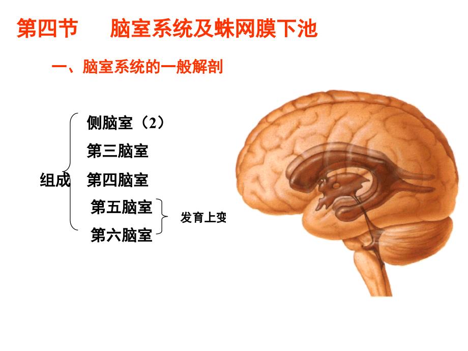 脑室蝶鞍区课件_第1页