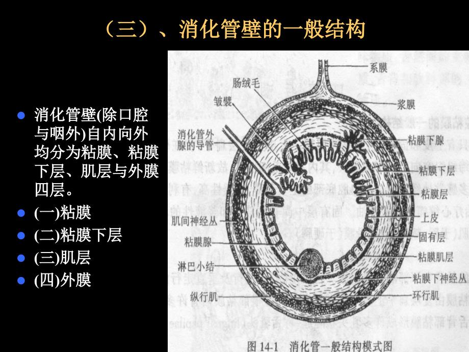 三消化系统切片PPT课件_第1页