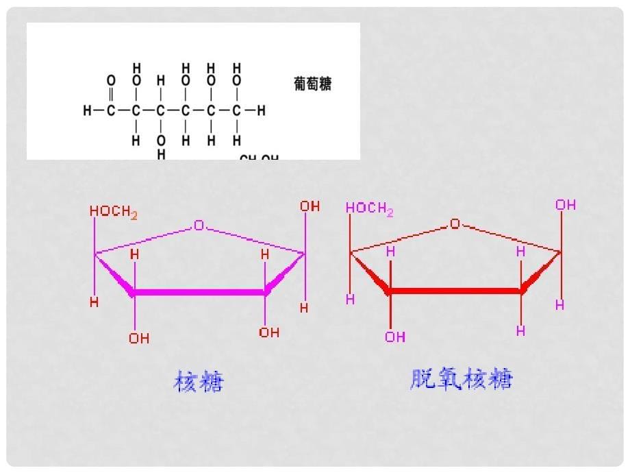 山东省冠县武训高级中学高一生物上学期《细胞中的糖类和脂质》课件 新人教版_第5页