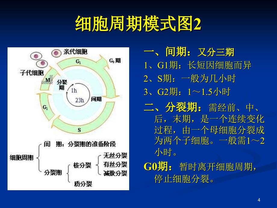 化疗所致骨髓抑制的治疗_第4页