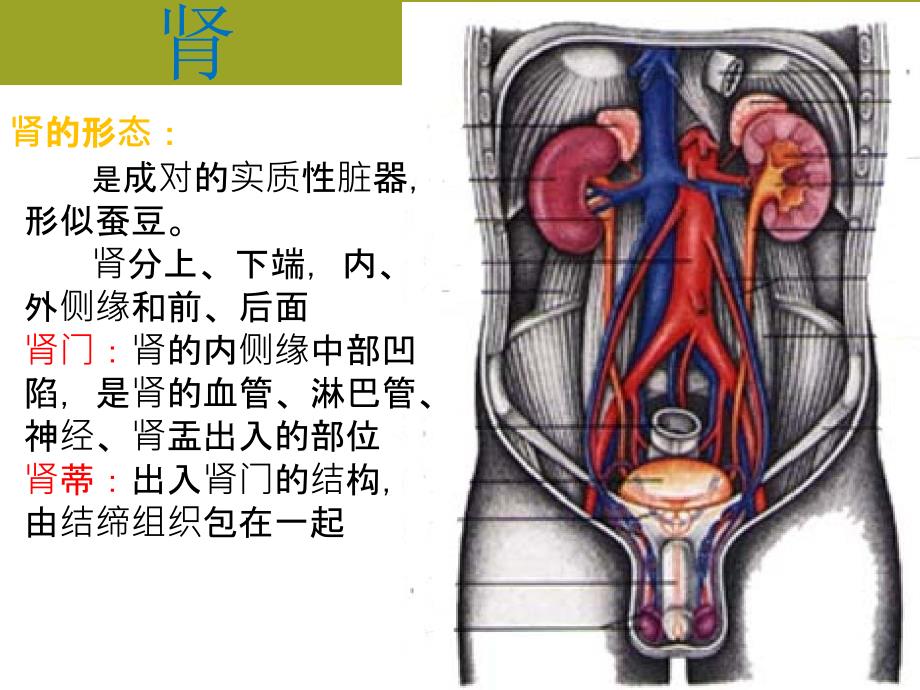 根治性肾切除手术护理_第4页