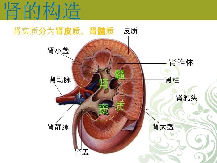 根治性肾切除手术护理_第5页